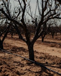 节水灌溉与修剪协同：干旱地区果树管理新思路