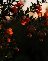 石榴树修剪要点：如何避免满树花，半树果