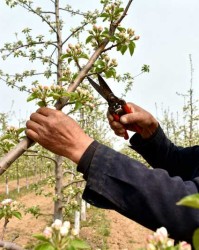 老果园改造：通过花前复剪更新复壮的技术路径