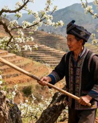 民族文化中的修剪智慧：少数民族传统果树管理探秘