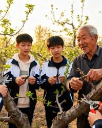 乡村振兴中的技艺传承：青年学子学习花前复剪新热潮