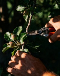 如何通过夏季修剪精准调控果树花芽分化与果实品质