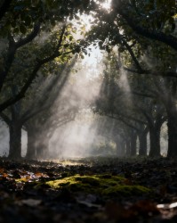 修剪对果树病虫害防控的间接影响：改善通风透光