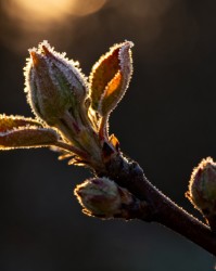 修剪对次年花芽分化的滞后效应研究与调控