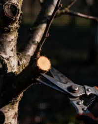老果园改造第一步：科学修剪的五大核心原则