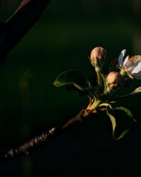 修剪对花芽分化的影响：明年产量由今年决定