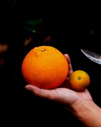 利用修剪调控果品大小与品质：以柑橘为例的实战解析