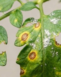 梅花修剪的两难：既想赏花又想收果子，怎么两全其美？