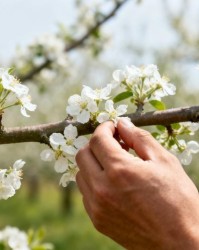花前复剪与疏花疏果：区别联系与协同应用