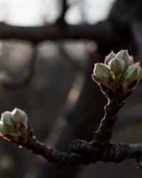 老果园修剪对次年花芽分化的调控机制