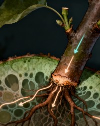 果树修剪背后的植物生理学：看懂激素分配与营养流向