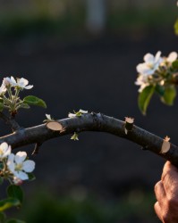 疏花疏果与修剪联动：实现连年丰产的双重调节