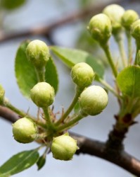 花前复剪留芽有讲究：叶芽花芽比例决定未来