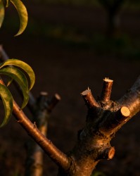 轻剪长放与重剪短截，两种流派孰优孰劣