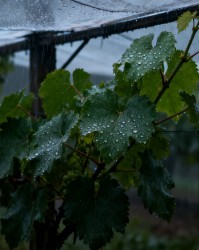 避雨栽培葡萄修剪要点：潮湿环境下的特殊管理
