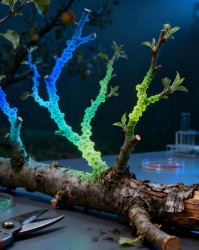 果树修剪与植物激素平衡：调控生长的内在逻辑