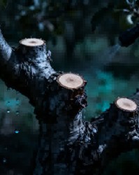 老果园修剪结合植物生长调节剂的协同应用