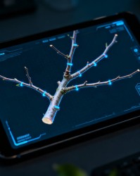 人工智能识别修剪点？科技如何赋能传统果园管理