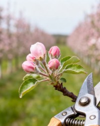 促发中庸枝：苹果树花前复剪的核心目标解析