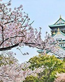 观光采摘园之痛：大小年如何影响乡村旅游体验？