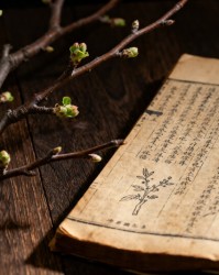 古籍中的修剪智慧与现代科学的印证