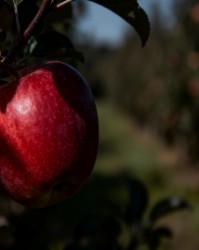消费者偏好如何影响果树修剪目标（如苹果果形、色泽）