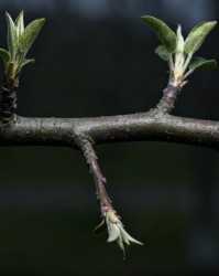 果树上背枝和下背枝到底该留谁