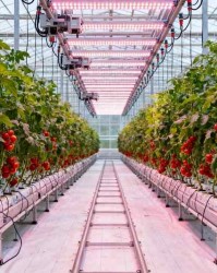 花前复剪决定果子好不好吃？糖度、颜色、果形全跟它有关