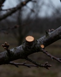 听听果树自己说：哪些枝条该剪？生物学习性是指南