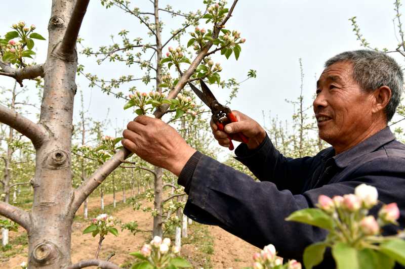 老果园改造:通过花前复剪更新复壮的技术路径