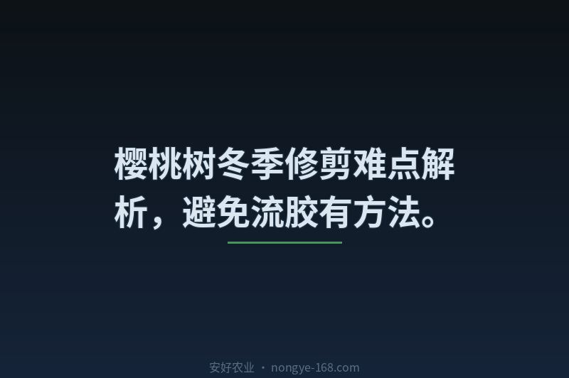 樱桃树冬季修剪难点解析，避免流胶有方法。