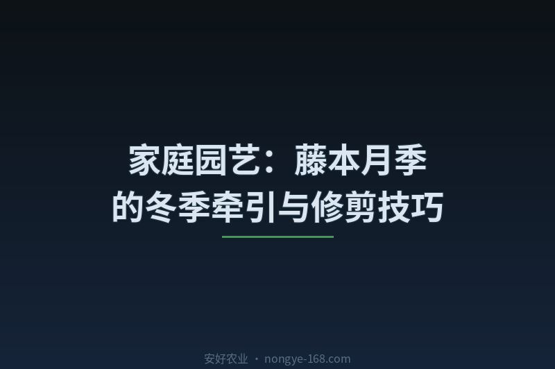家庭园艺：藤本月季的冬季牵引与修剪技巧
