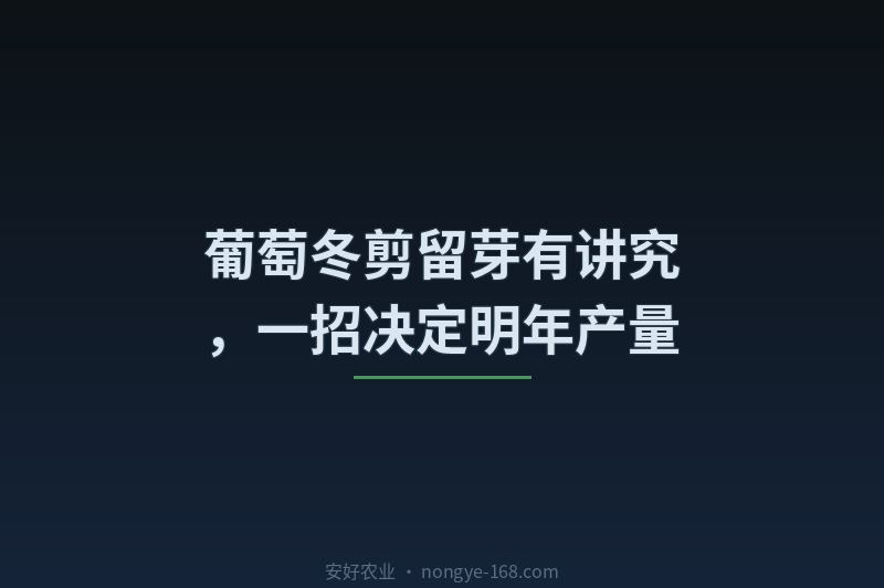 葡萄冬剪留芽有讲究，一招决定明年产量